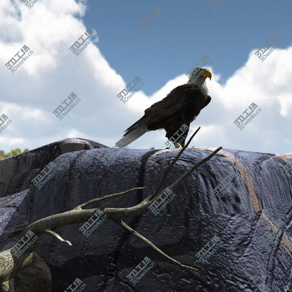 images/goods_img/20210312/American Bald Eagle/4.jpg